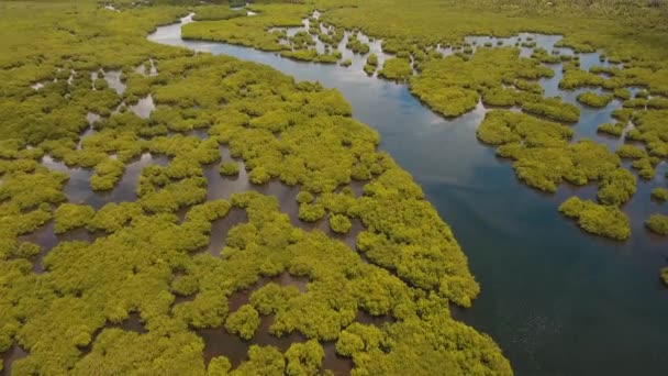 Mangrove bos in Azië — Stockvideo