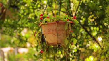 tropikal saksılı bitki