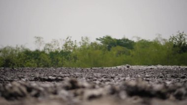 Çamur volkanı Kanlı Kuwu, Endonezya