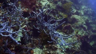 Mercan resifi ve tropikal balıklar