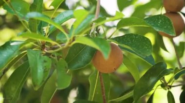 Sapodilla meyvesi ağaçta