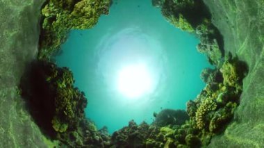 Mercan resifi ve tropikal balıklar