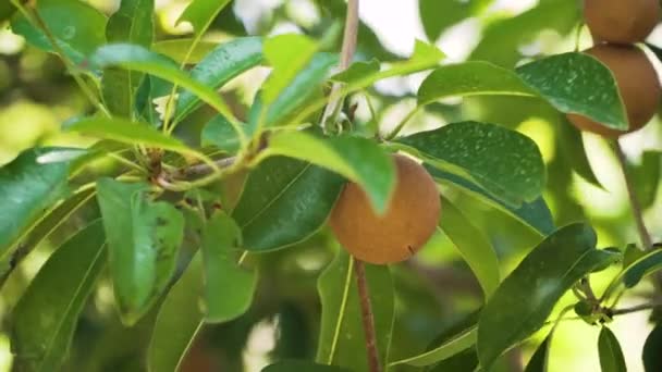 Sapodilla meyvesi ağaçta — Stok video