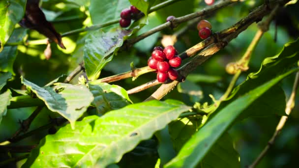 Coffee berries on branch — Stock Video