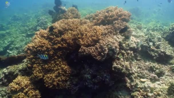 Recifes de coral e peixes tropicais — Vídeo de Stock