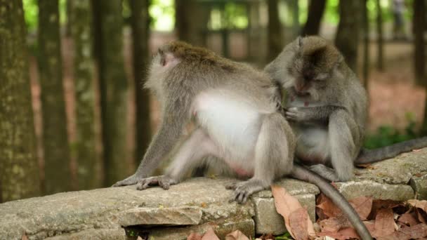Opice v lese na Bali. — Stock video