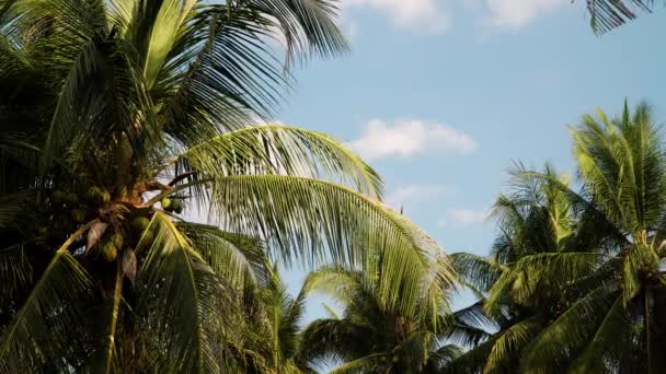 棕榈树和蓝天 — 图库视频影像