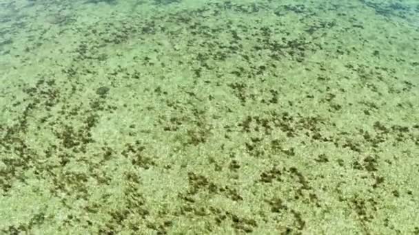 Horní pohled na čistou oceánskou vodu u pobřeží — Stock video
