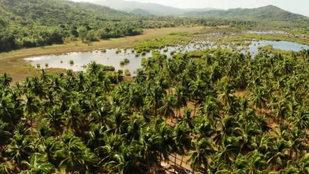 Paesaggio tropicale con palme nelle Filippine — Video Stock