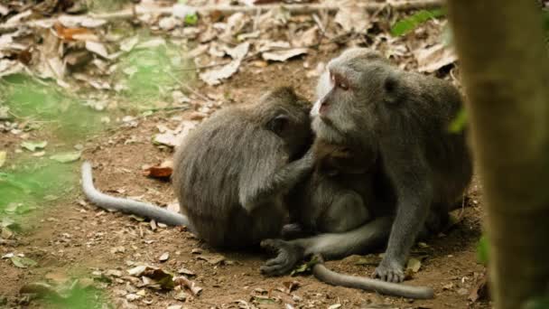 Monkeys in the forest in Bali. — Stock Video