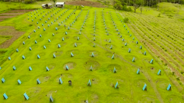 Savaşan horoz çiftliği Camiguin, Filipinler — Stok video