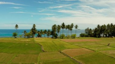 Tropik manzara, pirinç tarlaları ve deniz Camiguin, Filipinler