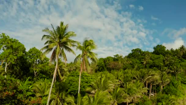 Palmbomen en blauwe hemel, tropisch landschap — Stockvideo