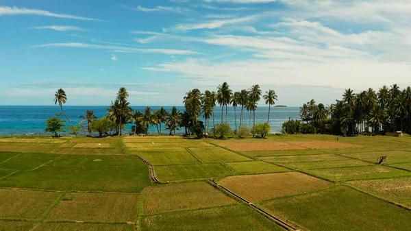Tropik manzara, pirinç tarlaları ve deniz Camiguin, Filipinler