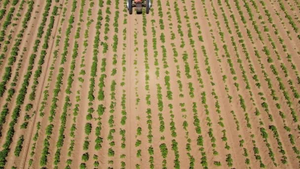 Tractor spraying pesticides on vegetable field with sprayer — Stock Video