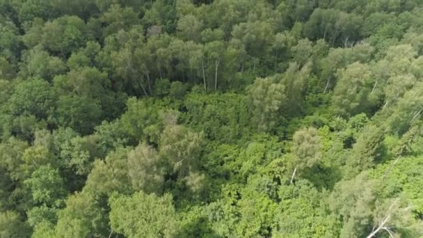 Flug über den grünen Wald. — Stockvideo