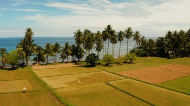 Tropik manzara, pirinç tarlaları ve deniz Camiguin, Filipinler