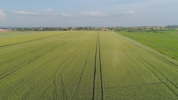 Yeşil buğday tarlası — Stok video