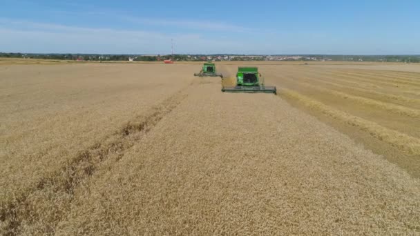 Комбайн на пшеничном поле — стоковое видео