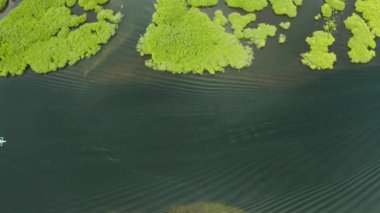 Mangrove ormanının ve nehrin havadan görünüşü.