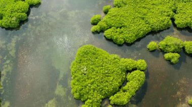Mangrove ormanının ve nehrin havadan görünüşü.