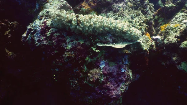 Coral reef and sea cucumber