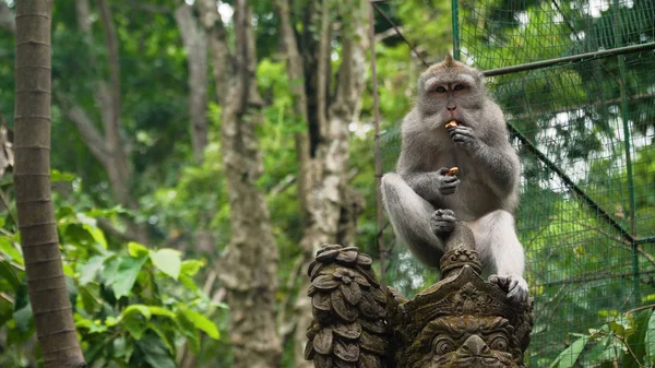 Apen in het bos op Bali. — Stockfoto