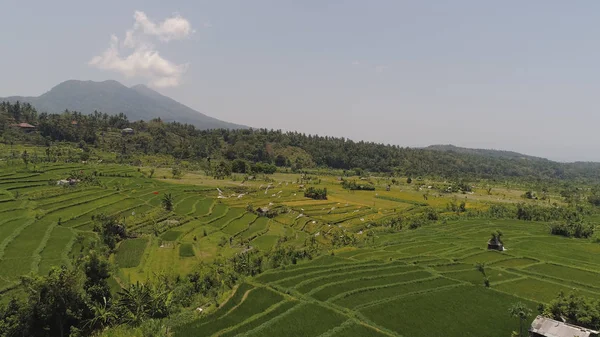 Rizsteraszok és mezőgazdasági földterületek Indonéziában — Stock Fotó