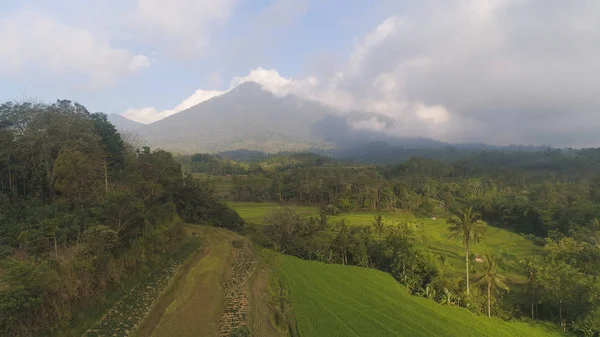 Рисовые поля с сельскохозяйственными угодьями в Индонезии — стоковое фото