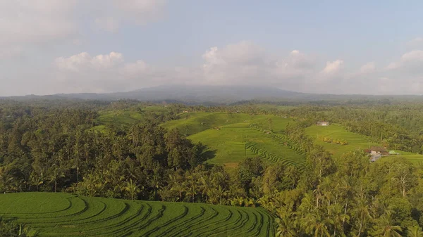 Рисовые поля с сельскохозяйственными угодьями в Индонезии — стоковое фото