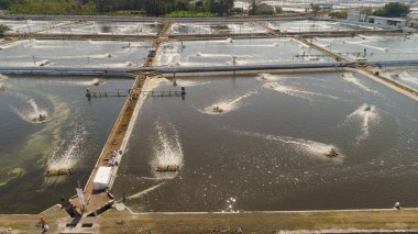 Endonezya 'da karides yetiştiriciliği