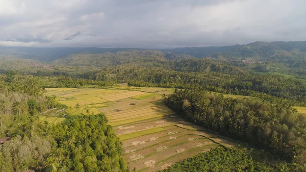 Paisaje tropical con tierras agrícolas en indonesia —  Fotos de Stock