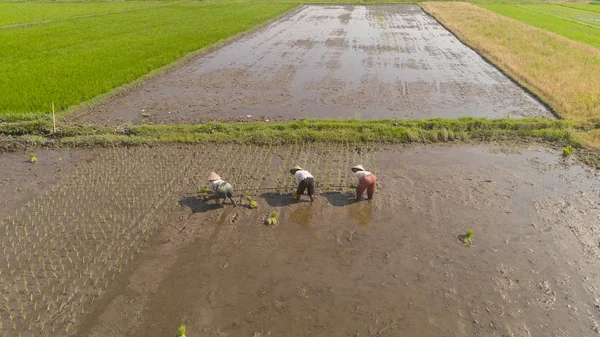 Les agriculteurs plantent du riz — Photo