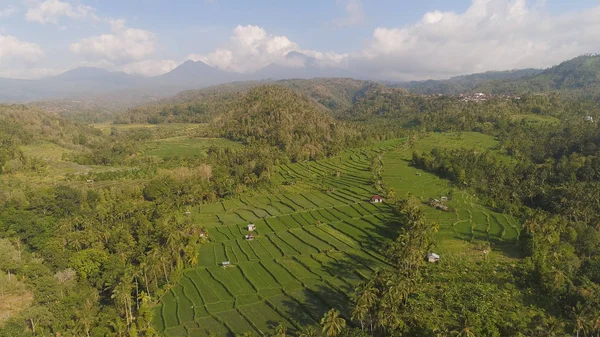 Rice terraces and agricultural land in indonesia — Stock Photo, Image