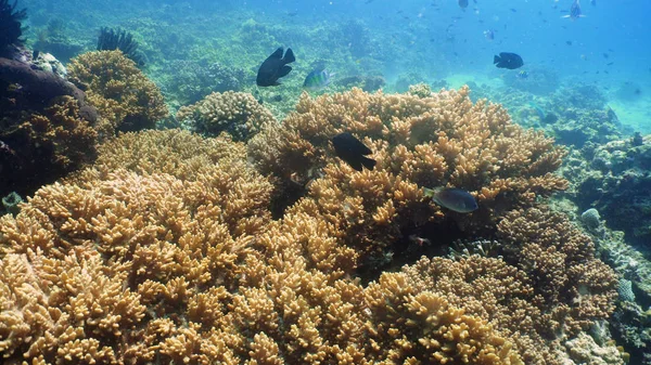 Arrecife de coral y peces tropicales — Foto de Stock