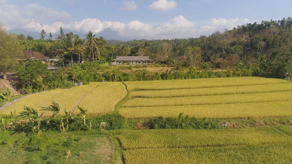 Rizsföldek mezőgazdasági földterülettel Indonéziában — Stock Fotó