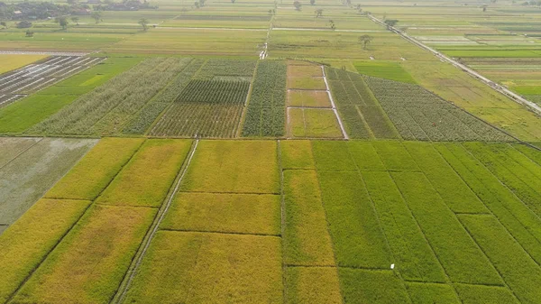 Αγροτεμάχιο ρυζιού και γεωργική γη στην Ινδονησία — Φωτογραφία Αρχείου