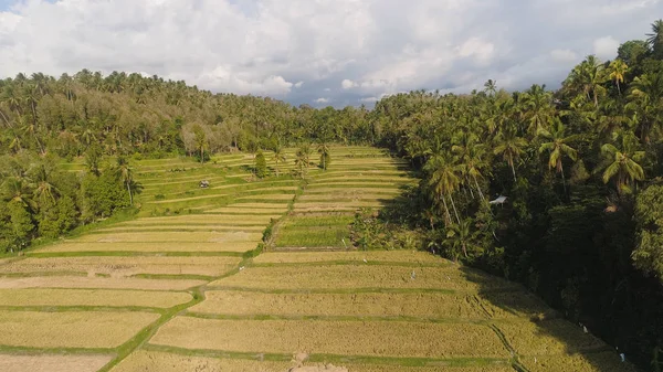 Tropiskt landskap med jordbruksmark i indonesien — Stockfoto