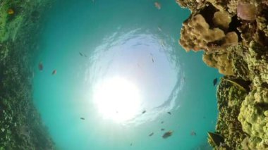 Mercan resifi ve tropikal balıklar