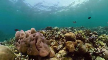 Mercan resifi ve tropikal balıklar