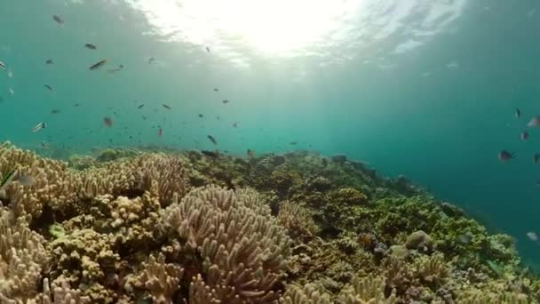 Recifes de coral e peixes tropicais — Vídeo de Stock