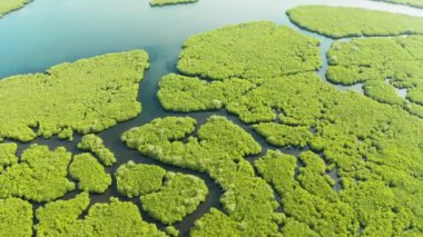 Mangrove ormanının ve nehrin havadan görünüşü.