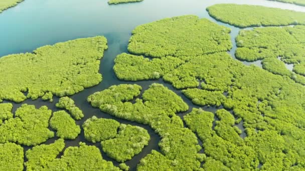 Вид з повітря на мангровий ліс і річку . — стокове відео
