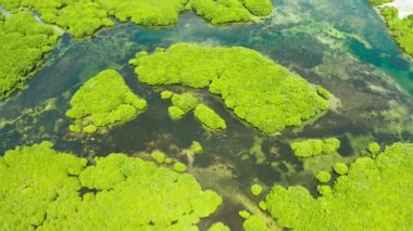Mangrove ormanının ve nehrin havadan görünüşü.