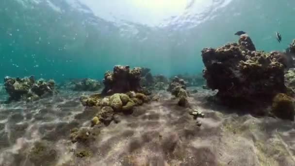 Rafa koralowa i ryby tropikalne — Wideo stockowe