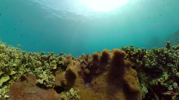 Recifes de coral e peixes tropicais — Vídeo de Stock