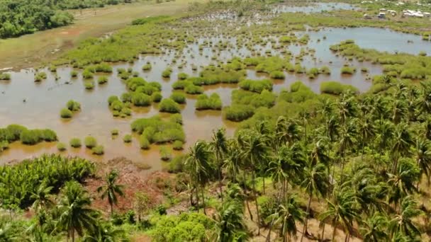 Τροπικό τοπίο με φοίνικες στις Φιλιππίνες — Αρχείο Βίντεο