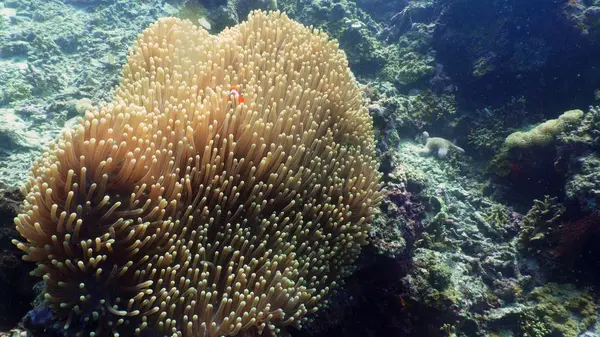 Arrecife de coral y peces tropicales — Foto de Stock