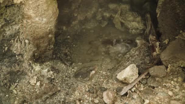 Actividade geotérmica e geysers — Vídeo de Stock