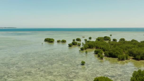 Bosque de manglares en un arrecife de coral Filipinas, Palawan — Vídeos de Stock